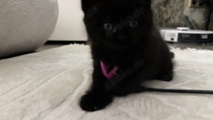 Britische kurz Haar kitten 