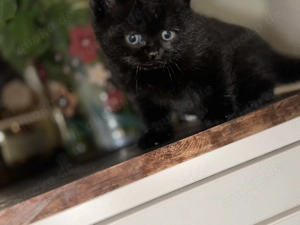Britische kurz Haar kitten  Bild 2