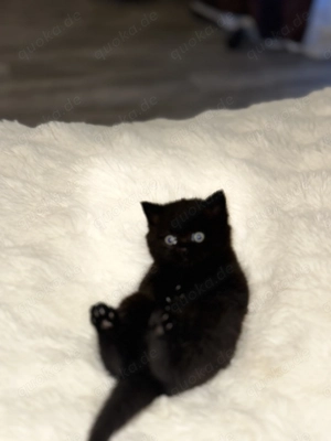 Britische kurz Haar kitten  Bild 3