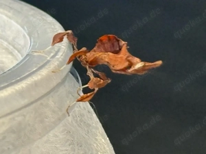 Phyllocrania paradoxa 