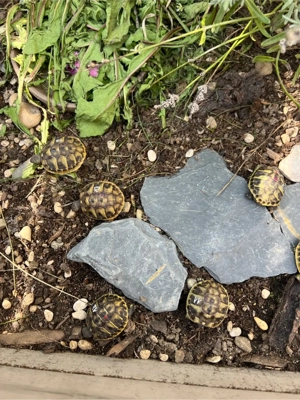 Griechische Landschildkröten TH mit EU Bescheinigung Bild 3