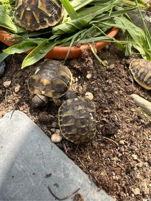 Griechische Landschildkröten TH mit EU Bescheinigung Bild 4