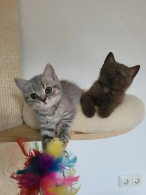 BKH Kitten reinrassig mit Stammbaum