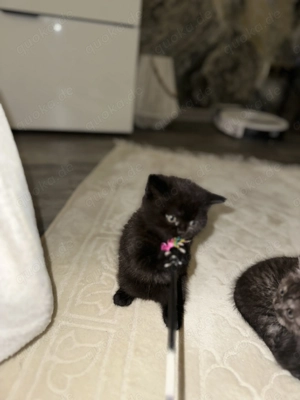 Britische kurz Haar kitten  Bild 6