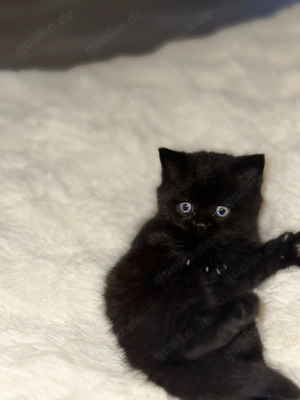 Britische kurz Haar kitten  Bild 7