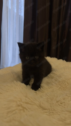 Britische kurz Haar kitten  Bild 8
