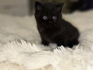 Britische kurz Haar kitten  Bild 9
