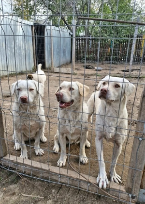 Bom ist freundlich und möchte noch so viel lernen Bild 7