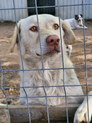 Bom ist freundlich und möchte noch so viel lernen Bild 6