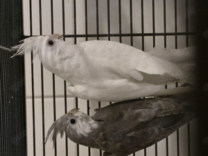 Nymphensittich Paar zu verkaufen 