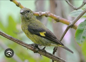 Suche 0,1 Gelbauchzeisig Henne 