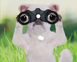 Suchen liebe Hündin die ein liebes Zuhause benötigt 