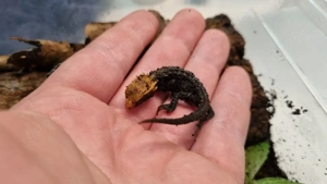 Tribolonotus gracilis Nachzucht