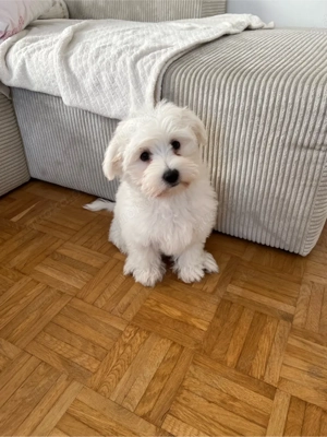    Malteser Welpe  Mia  sucht ein liebevolles Zuhause