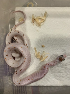 Pantherophis Guttatus Palmetto