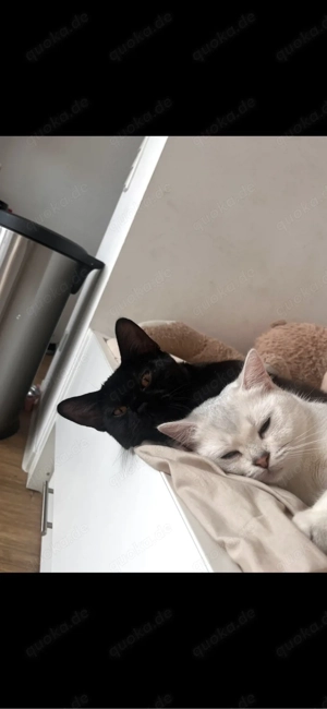 Katzen inkl. Zubehör zu Verkaufen (VB-Preis)