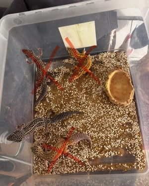 Verkaufe weibliche Leopard Geckos