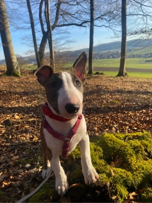 Miniatur Bulli zu verkaufen