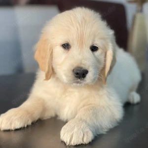 Golden Retriever Welpen zur Adoption.