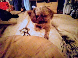 Hund 5jahre zu verkaufen 