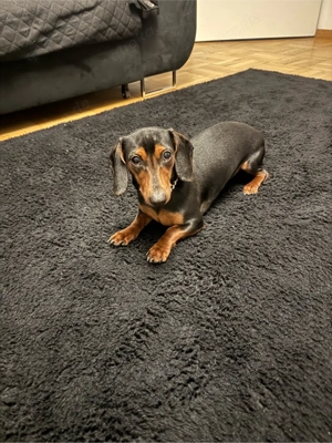 Dackelwelpe zu verkaufen, 10 Monate alt, geimpft und Reisepass