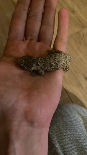 leachinanus jungtier 0.01