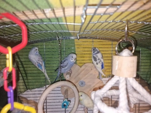 Schöne bunte Wellensittiche abzugeben