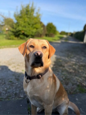 Labrador-Mix Rüde (2 Jahre) in liebevolle Hände abzugeben