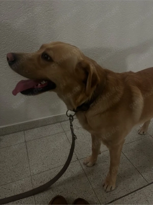 Labrador-Mix Rüde (2 Jahre) in liebevolle Hände abzugeben