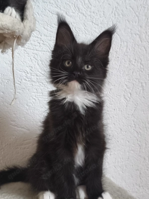 Maine Coon Kitten mit Stammbaum 