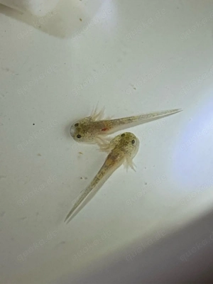 Axolotl Monsterchen Babys ab April 