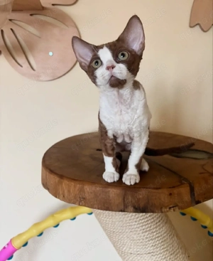 Devon-Rex-Kätzchen sucht neues Zuhause