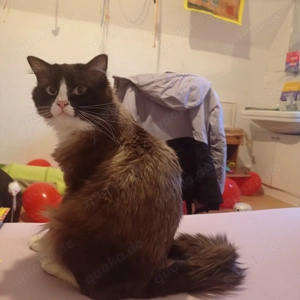 Ragdoll mit Stammbaum 