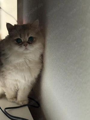 Liebe Katze sucht ein warmes Zuhause