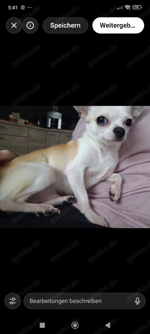 Chihuahua Deckrüde (kein Verkauf)