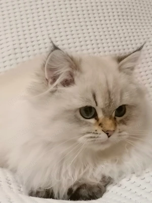 BLH Kitten (reinrassige British Langhaar Katerchen)  Bild 7