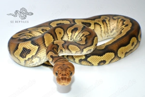 1.0 Mahogany Yellowbelly Clown, Königspython  Bild 3