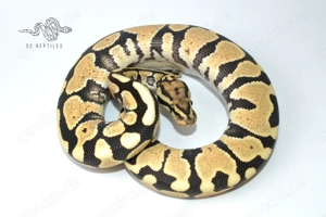 Spotnose Desert ghost Clown Projekt, Königspython 