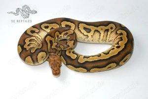 1.0 Mahogany Yellowbelly Clown, Königspython  Bild 2