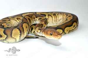 1.0 Mahogany Yellowbelly Clown, Königspython  Bild 4