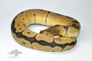 0.1 Clown 50% HET Axanthic TSK, Königspython 