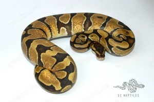 0.1 Enchi 100% DH Ultramel Piebald, Königspython 