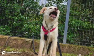 Welpenmädel AMIRA   ein Herz auf vier Pfoten  Bild 3