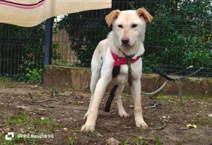 Welpenmädel AMIRA   ein Herz auf vier Pfoten  Bild 10