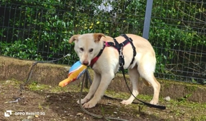 Welpenmädel AMIRA   ein Herz auf vier Pfoten  Bild 6