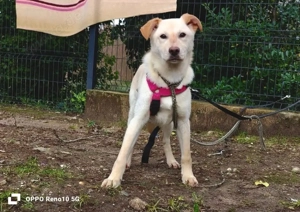 Welpenmädel AMIRA   ein Herz auf vier Pfoten  Bild 9