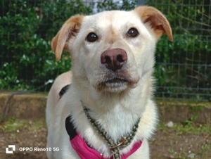 Welpenmädel AMIRA   ein Herz auf vier Pfoten  Bild 4