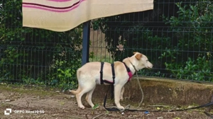 Welpenmädel AMIRA   ein Herz auf vier Pfoten  Bild 5