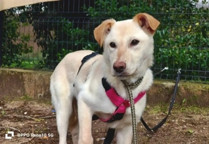 Welpenmädel AMIRA   ein Herz auf vier Pfoten  Bild 2