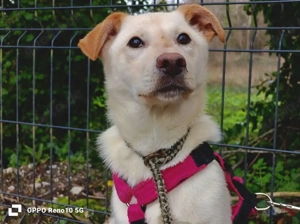 Welpenmädel AMIRA   ein Herz auf vier Pfoten  Bild 8